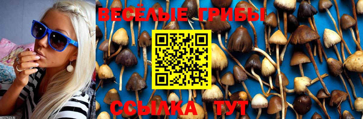 Самара  Галлюциногенные грибы Psilocybe  Вход с VPN  Галлюциногенные грибы прущие грибы 